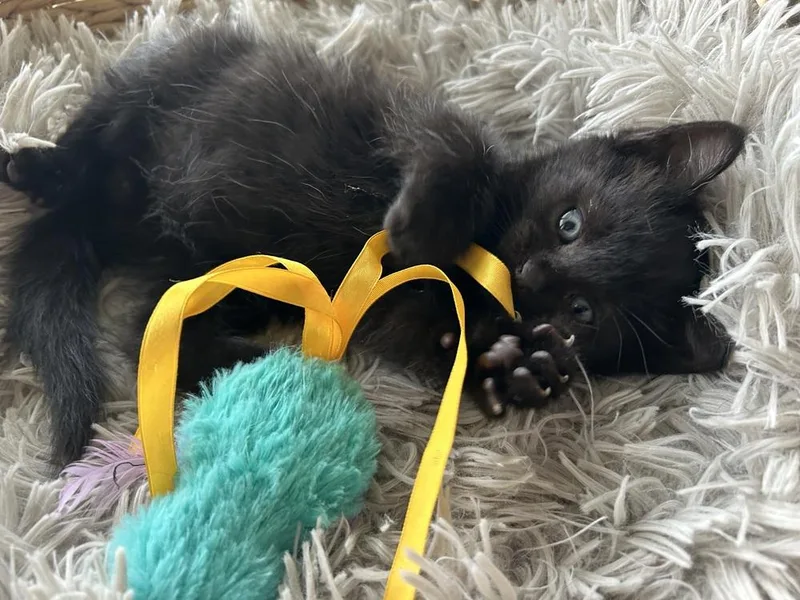 Elephant thumbnail 4