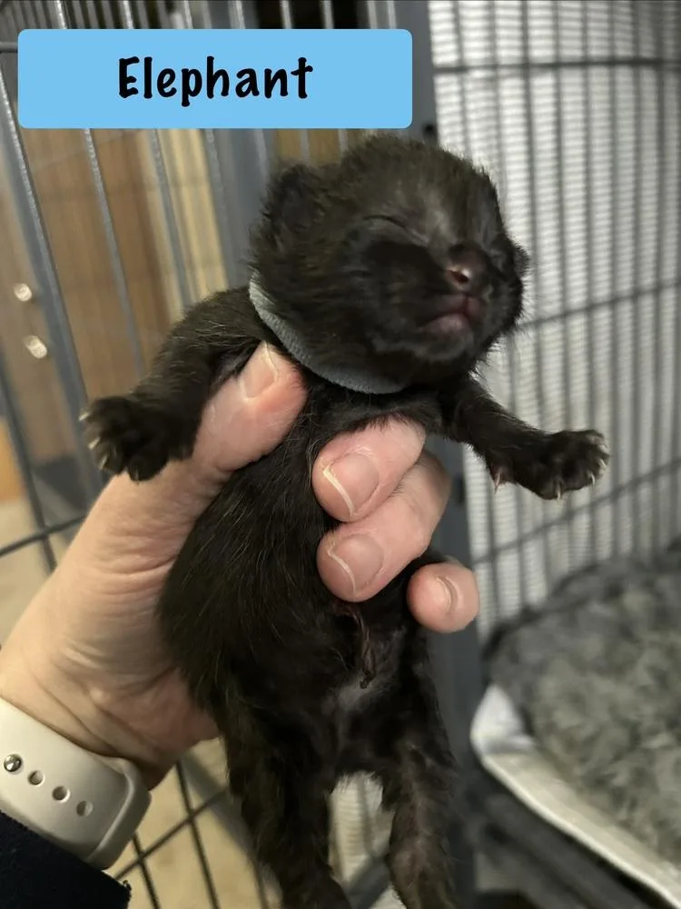 Elephant thumbnail 5