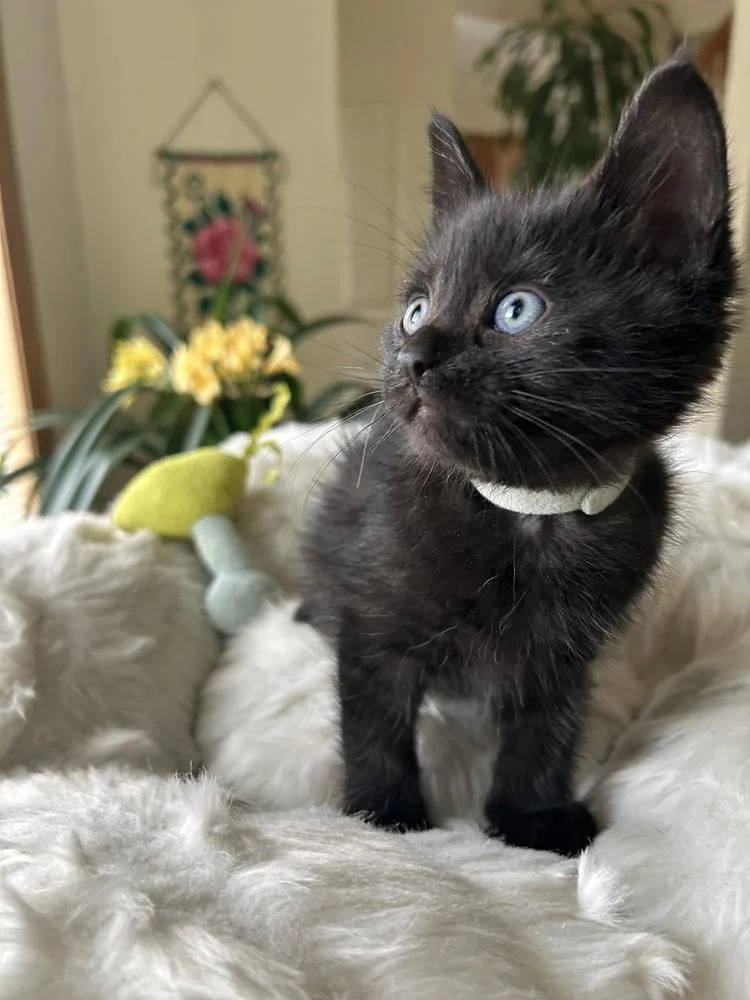 Elephant thumbnail 6