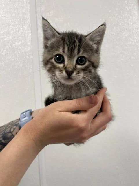 A baby medium-sized female Domestic Short Hair cat named Black Widow for adoption in Minot, ND
