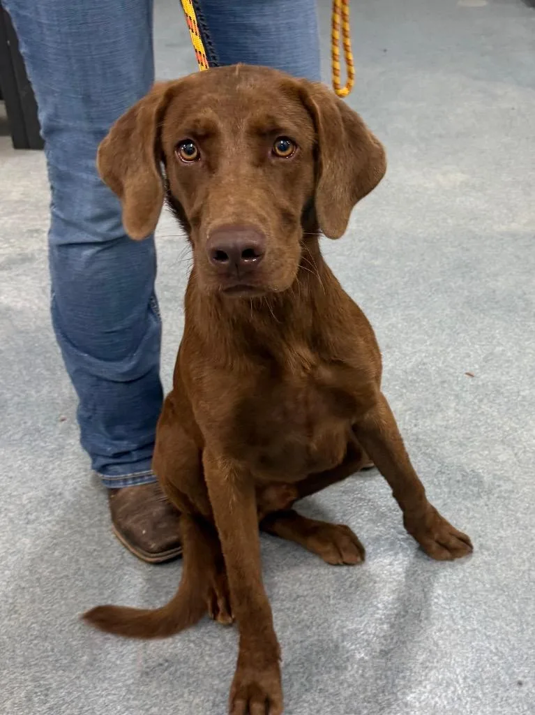 A baby large-sized male Labrador Retriever dog named Hyperdrive for adoption in Sapulpa, OK