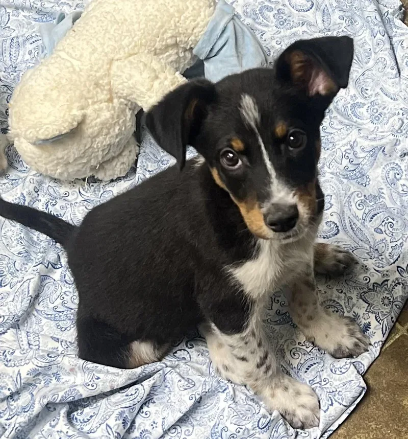 A baby medium-sized male Tricolor (Brown, Black, & White) Australian Cattle Dog / Blue Heeler dog named Bear for adoption in Los Angeles, CA