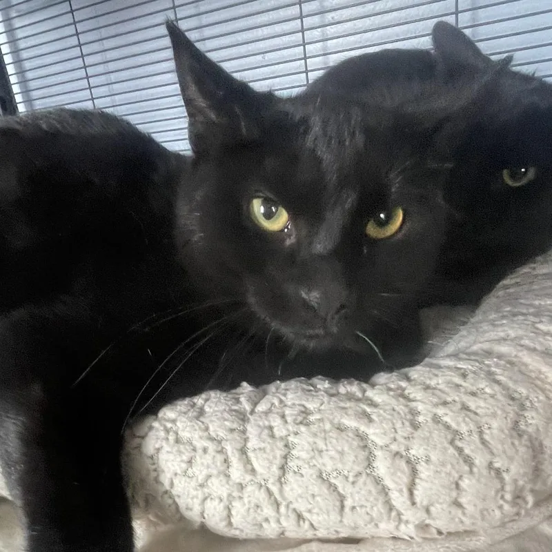 A young small-sized male Black Domestic Short Hair cat named Madden for adoption in Shawnee, KS