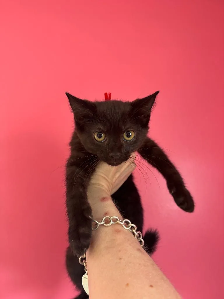 A baby medium-sized male Domestic Short Hair cat named Hook for adoption in Johnson City, TN