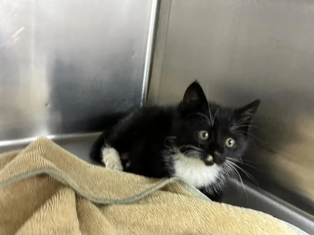 A baby small-sized female Domestic Short Hair cat named Jada for adoption in Salinas, CA