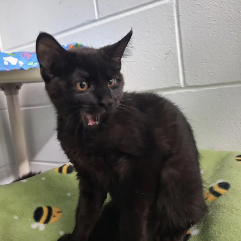 A young small-sized female Black Domestic Short Hair cat named Jiji for adoption in Albert Lea, MN