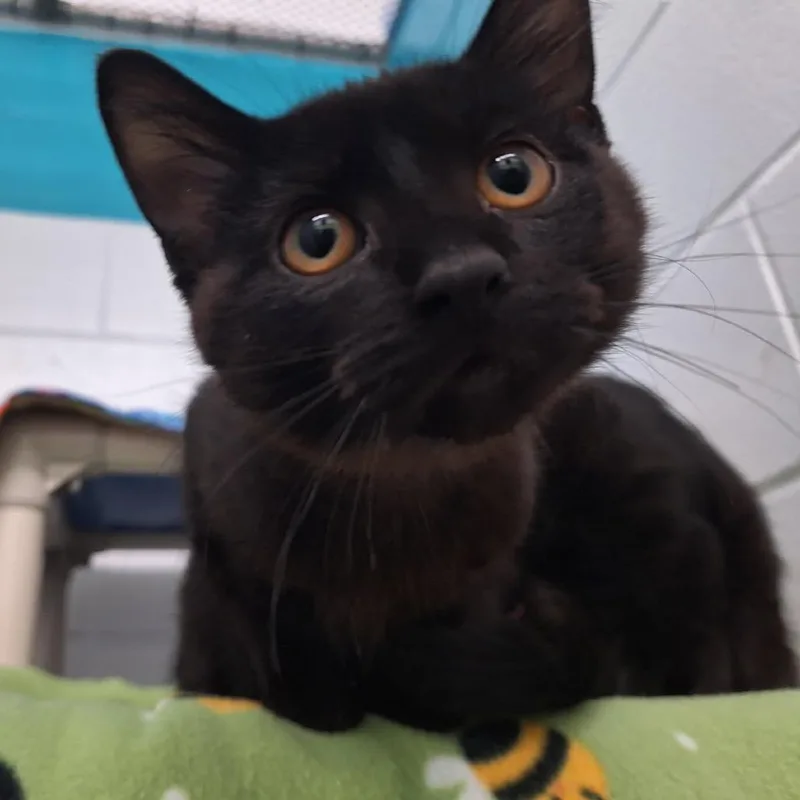 Jiji thumbnail 2