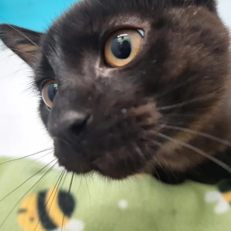 Jiji thumbnail 3