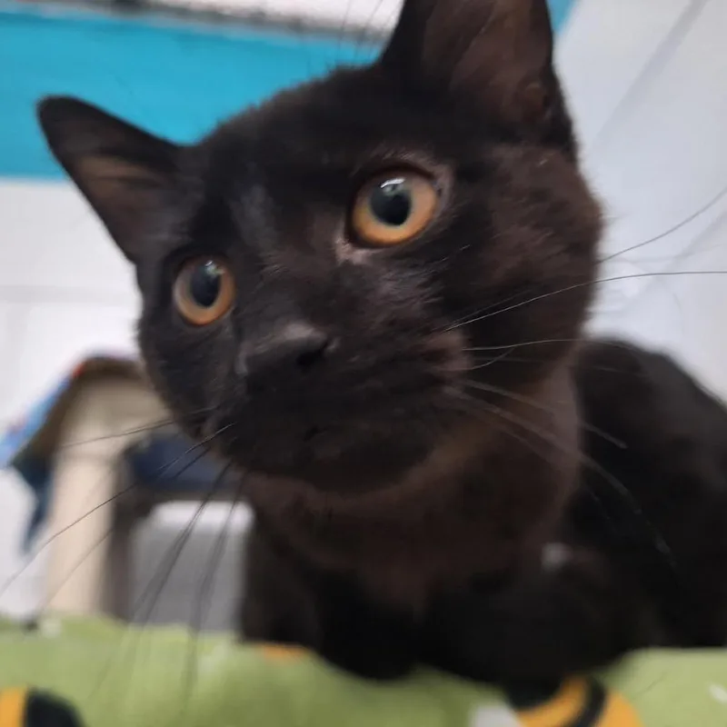 Jiji thumbnail 4