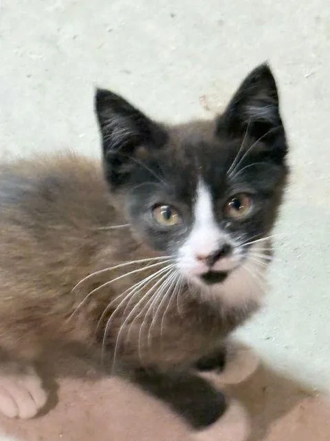 A baby medium-sized male Domestic Short Hair cat named Espresso for adoption in Carneys Point, NJ