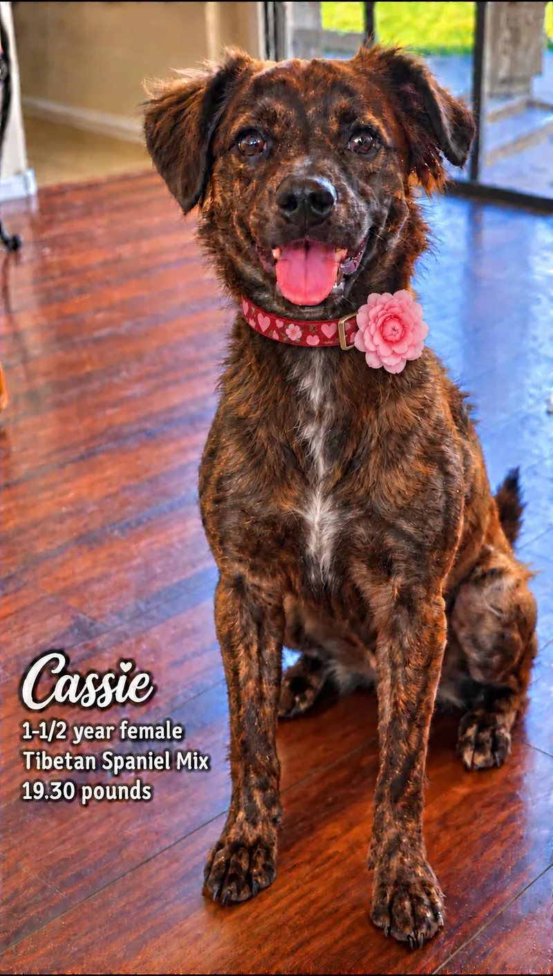 An adult small-sized female Brindle Tibetan Spaniel dog named Cassie  Year Female for adoption in Mesa, AZ