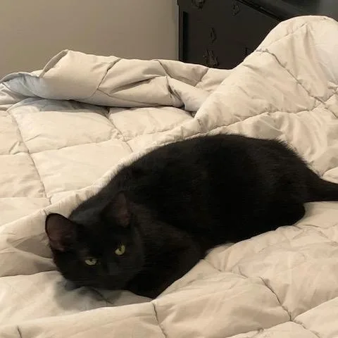 An adult medium-sized female Black Domestic Short Hair cat named Bonita for adoption in Fairfax, VA