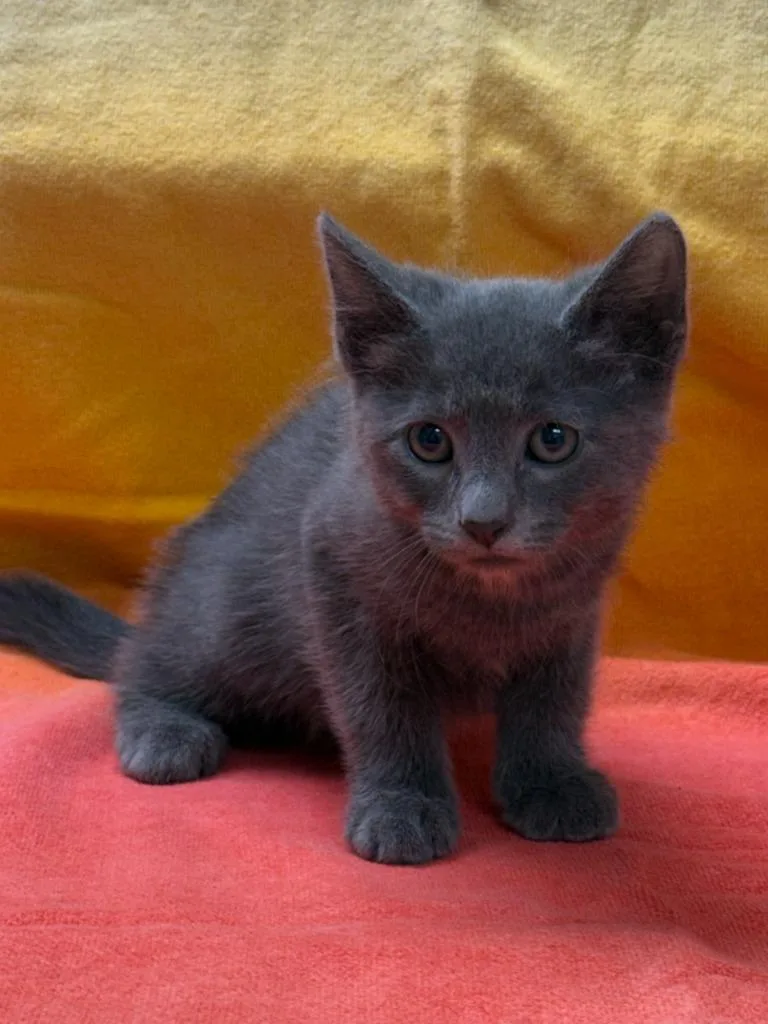 Merlin