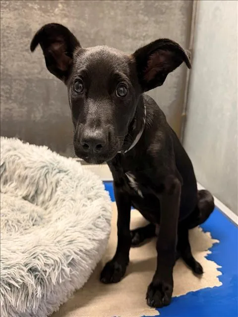 A baby small-sized male Labrador Retriever dog named Arthur for adoption in Conroe, TX