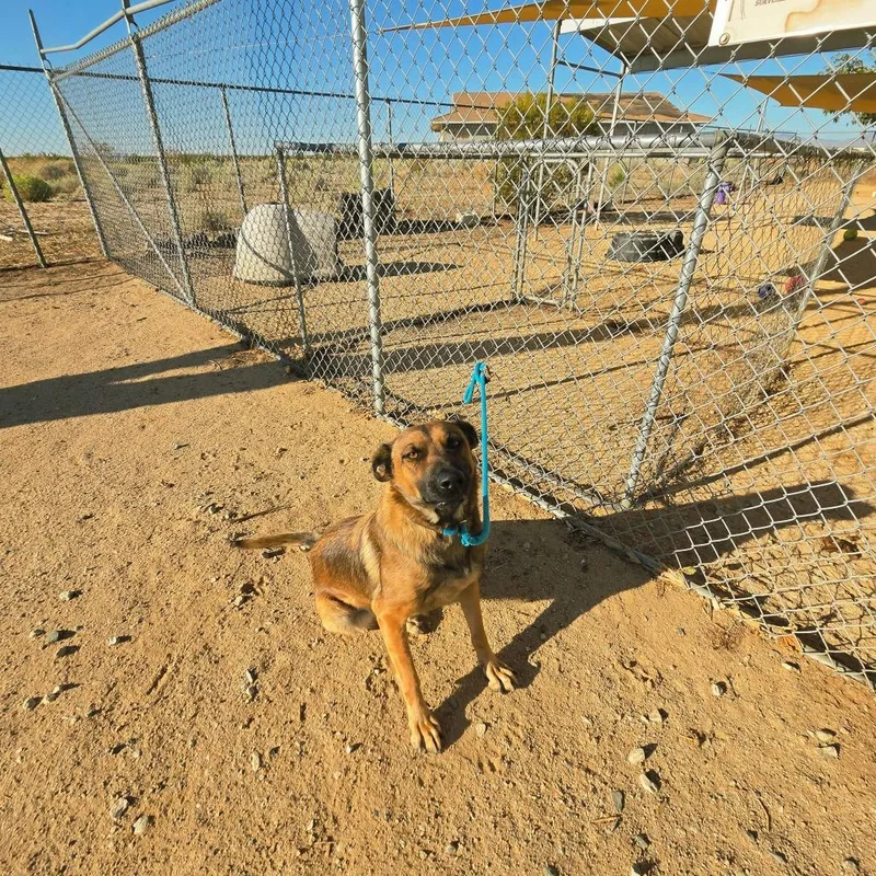 A young large-sized female Belgian Shepherd / Malinois dog named Bingo for adoption in California City, CA