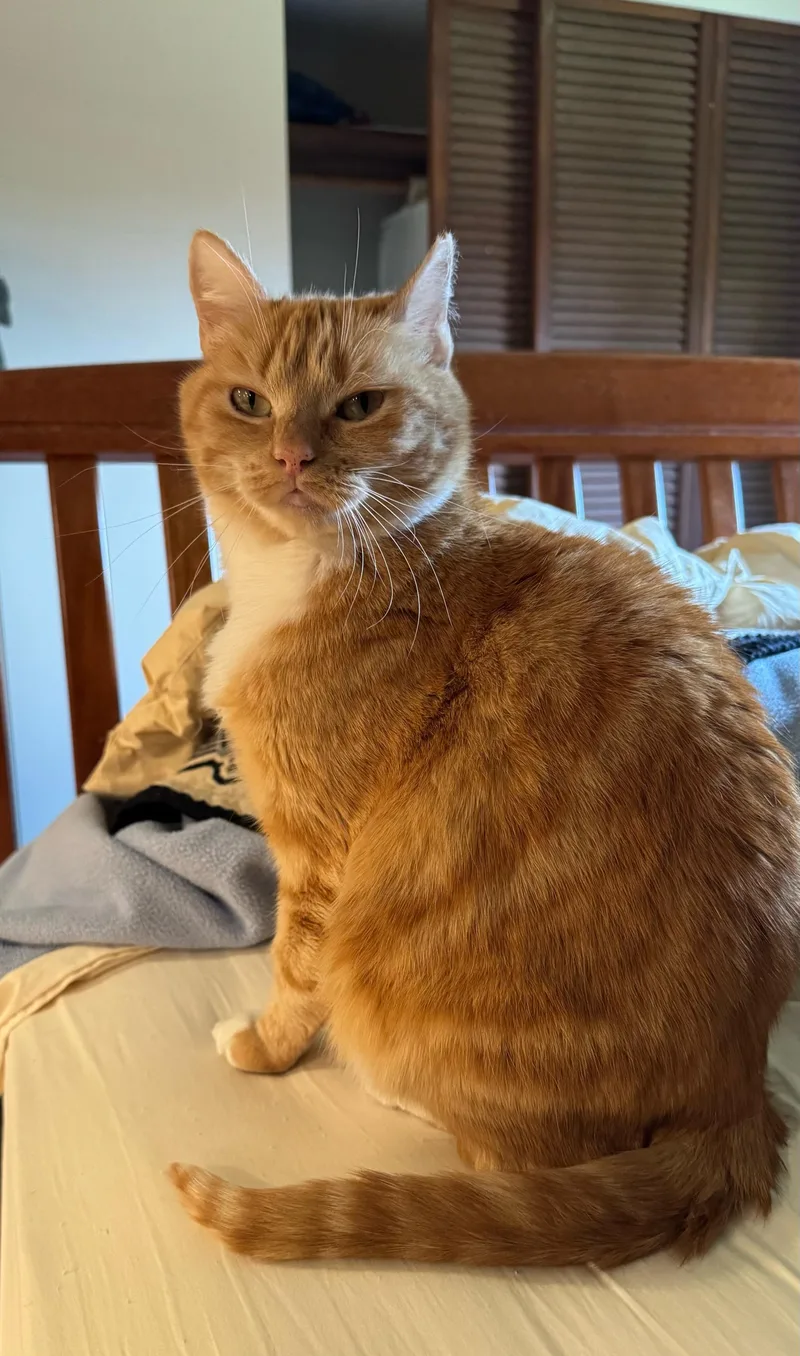 An adult medium-sized female Tabby (Orange / Red) Domestic Short Hair cat named Olivia Jenny for adoption in Seattle, WA