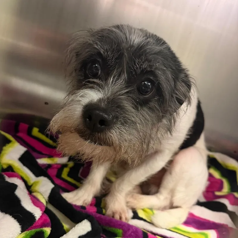 An adult small-sized male Black Mixed Breed dog named Jack for adoption in Philadelphia, PA