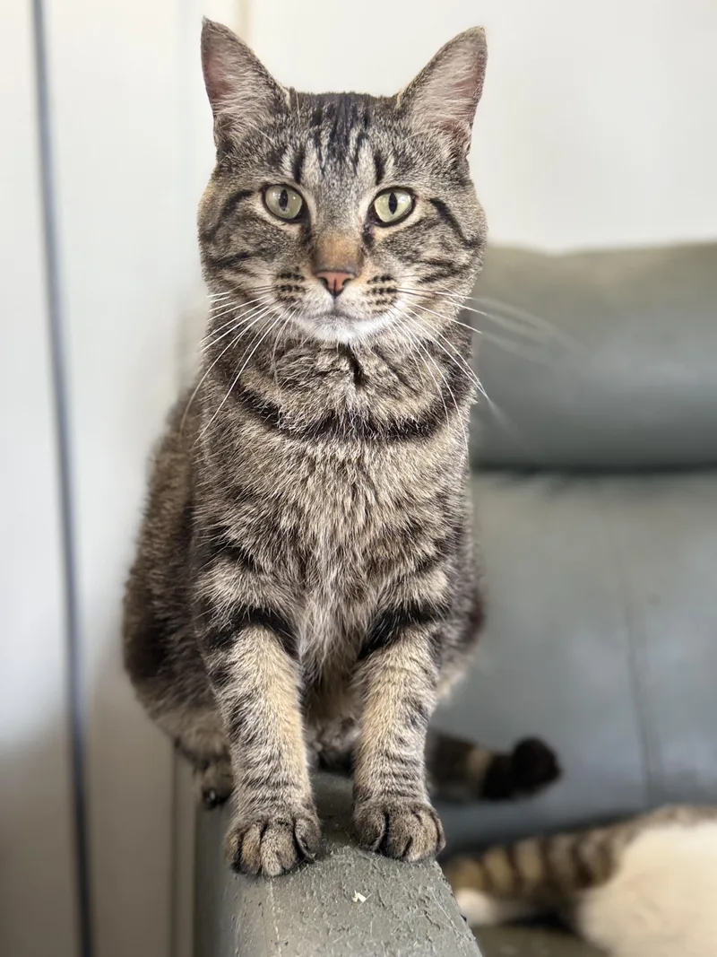 An adult large-sized male Tabby (Brown / Chocolate) Domestic Short Hair cat named Squishmallow for adoption in Royalton, IL