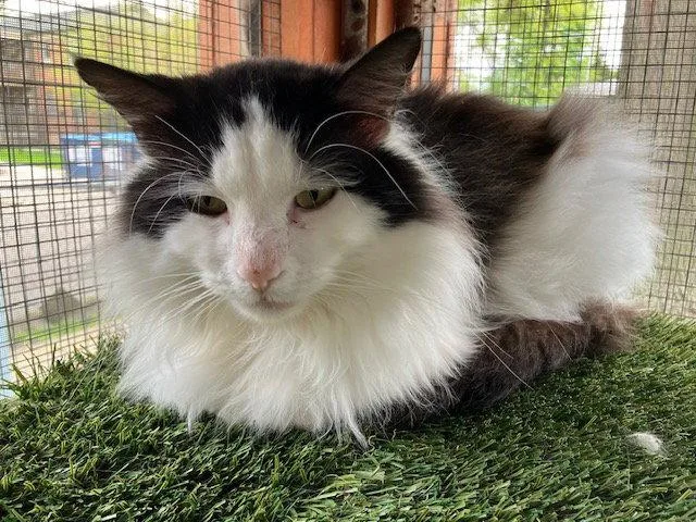 An adult medium-sized male Domestic Long Hair cat named Charlie Chaplin for adoption in Chicago, IL