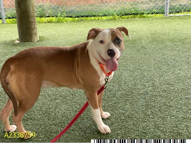 A young large-sized female Mixed Breed dog named Hazel for adoption in West Palm Beach, FL
