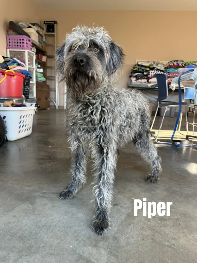 Piper thumbnail 2
