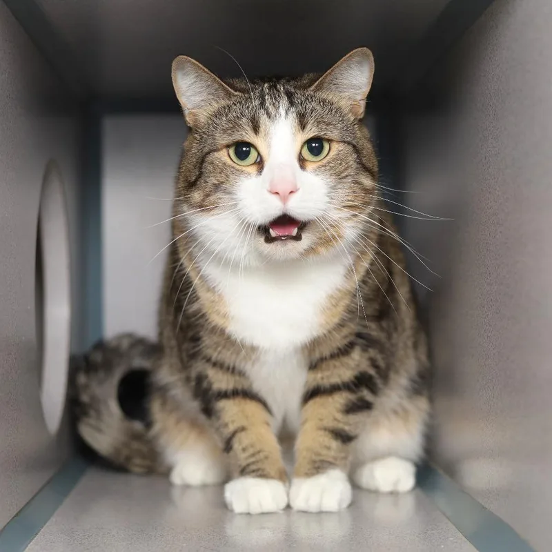 An adult small-sized female Brown / Chocolate Domestic Short Hair cat named Big Ang for adoption in Evansville, IN