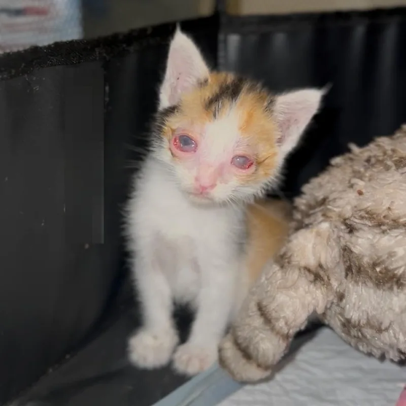 A baby small-sized female Calico Domestic Short Hair cat named Rita for adoption in Los Angeles, CA