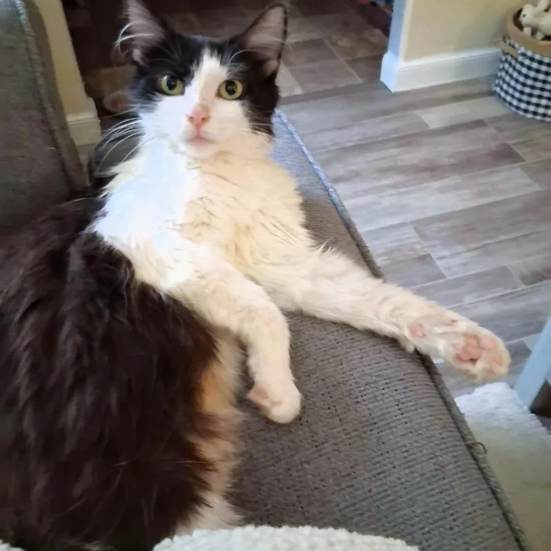 An adult medium-sized female Domestic Long Hair cat named Sweet Potato for adoption in Michigan City, IN