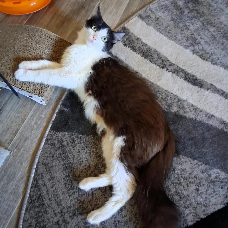 Sweet Potato thumbnail 4