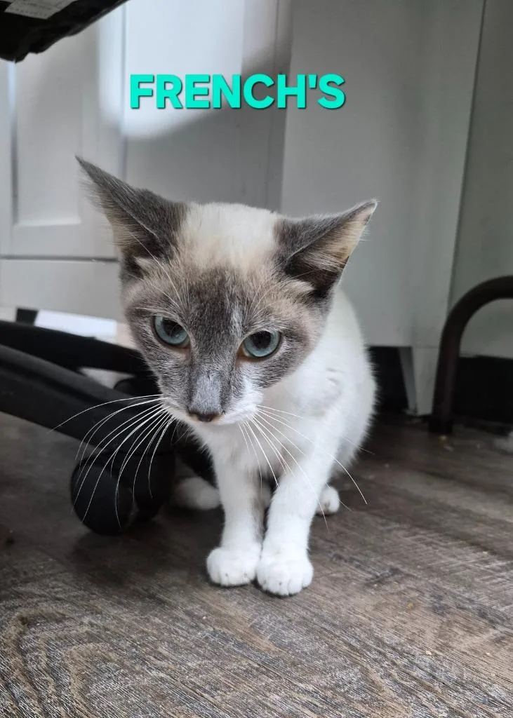A young medium-sized female Domestic Short Hair cat named French's for adoption in Rome, GA