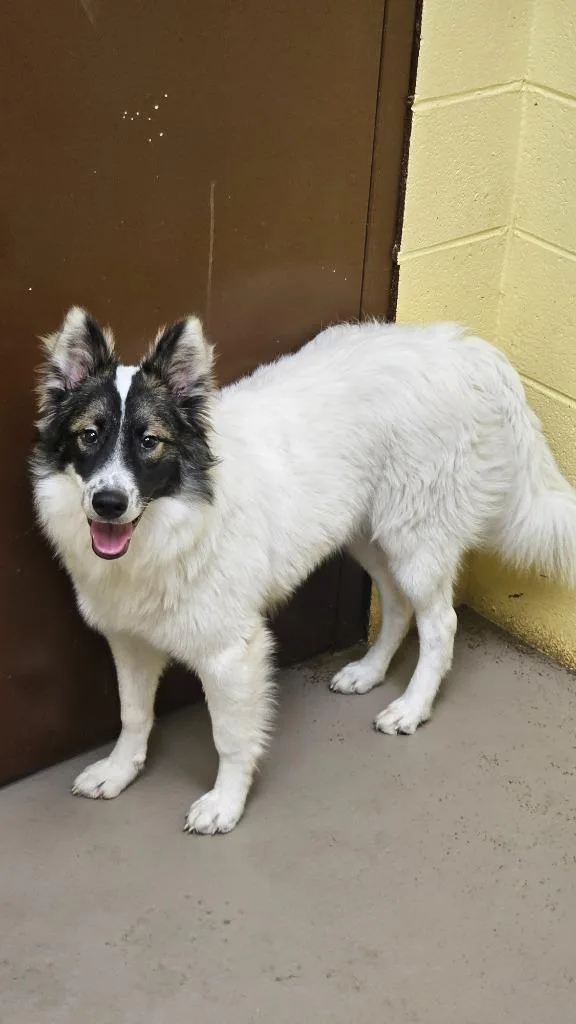 A young large-sized male Cattle Dog dog named Jessie for adoption in Crossville, TN