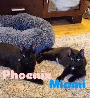 A young medium-sized male Black Domestic Short Hair cat named Miami for adoption in Spring Lake, NJ