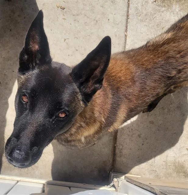 An adult large-sized male Belgian Shepherd / Malinois dog named Flex for adoption in Camarillo, CA