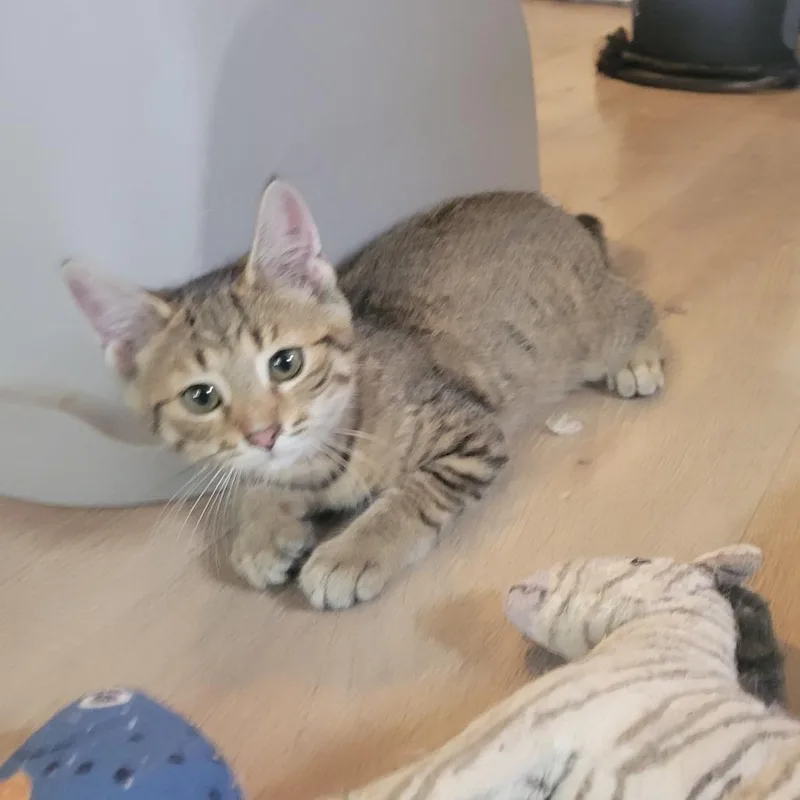 A baby small-sized female Domestic Short Hair cat named Joamy for adoption in Portage, MI