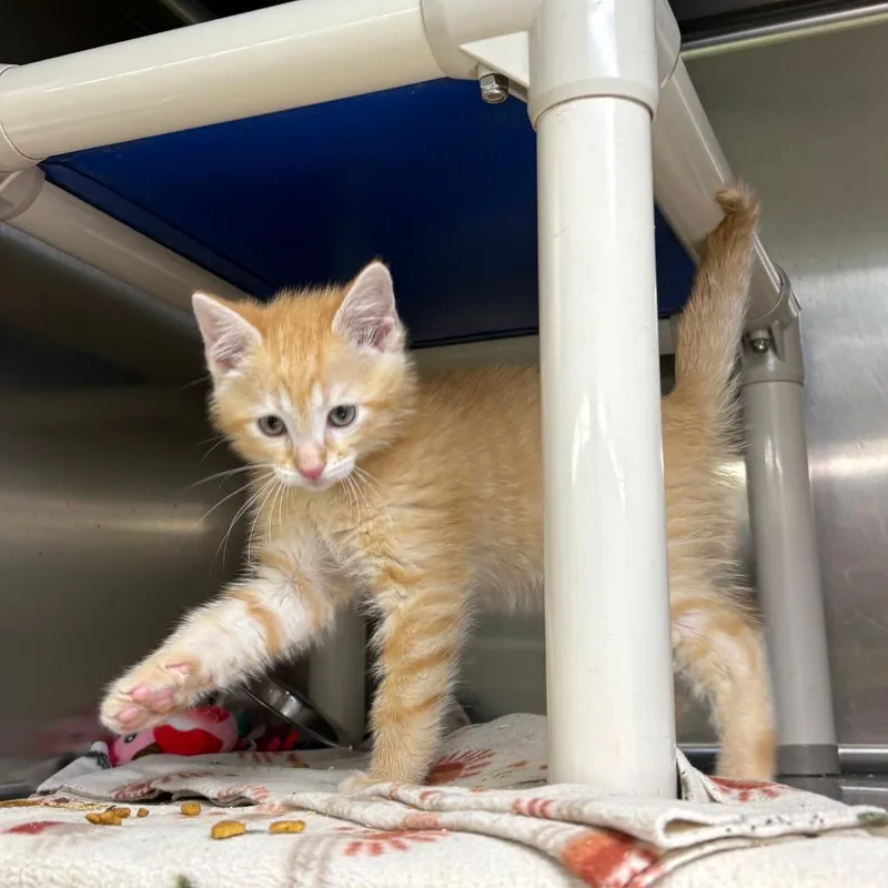 A baby small-sized male Orange / Red Domestic Short Hair cat named Dash for adoption in Springfield, IL