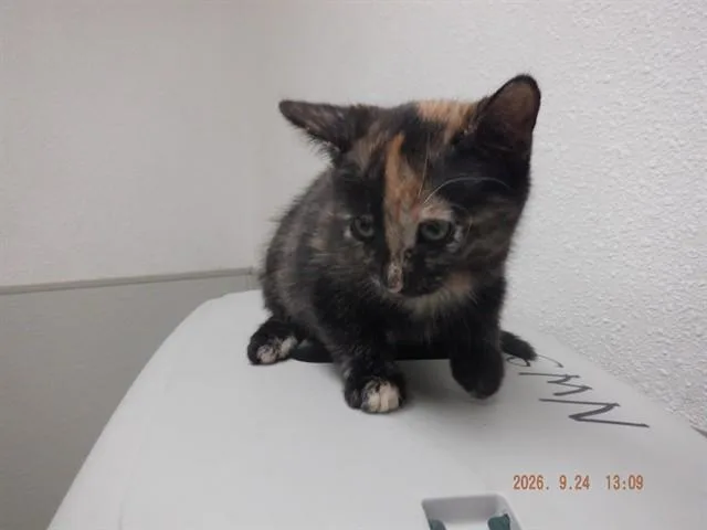 A baby small-sized female Domestic Short Hair cat named A for adoption in Oroville, CA