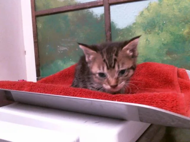 A baby small-sized female Domestic Short Hair cat named Olive for adoption in Houston, TX