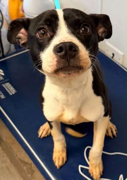 An adult medium-sized female Terrier dog named Tina for adoption in Bowling Green, KY