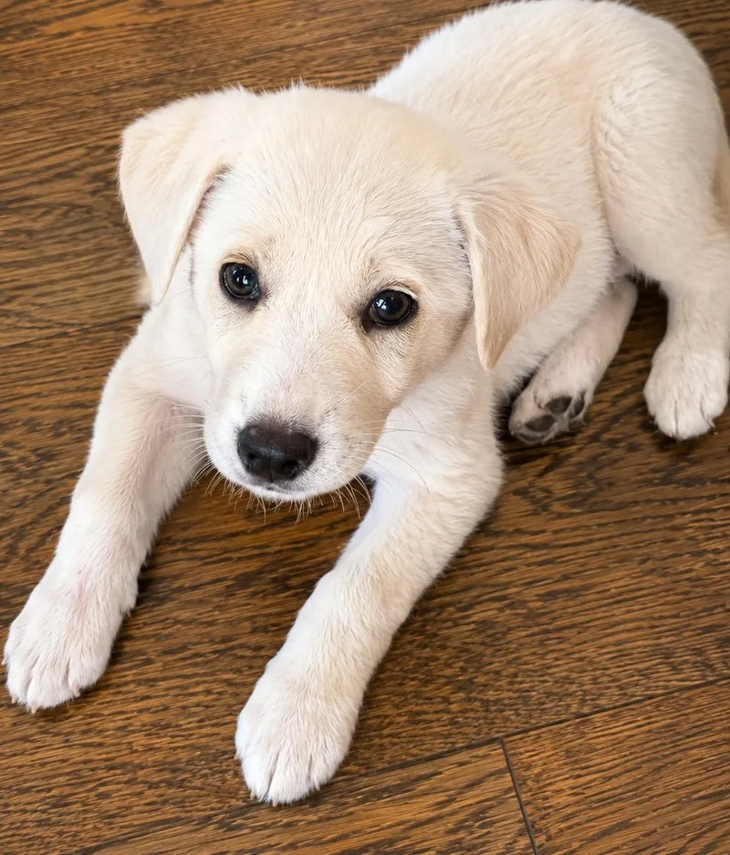 A baby large-sized female White / Cream Great Pyrenees dog named Bronte for adoption in Kiowa, OK