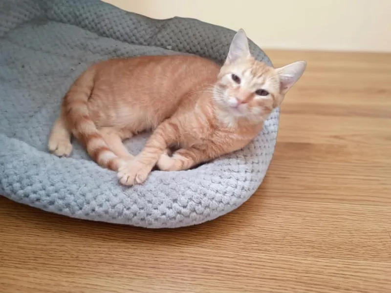 A baby medium-sized male Orange / Red Domestic Short Hair cat named Wally for adoption in Antioch, CA