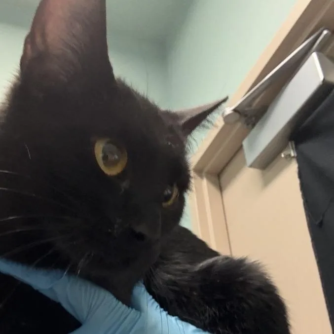 An adult medium-sized female Black Domestic Short Hair cat named Mamma Mia for adoption in Tacoma, WA
