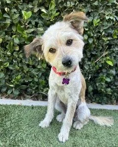 An adult medium-sized female Terrier dog named Sienna for adoption in Corona, CA