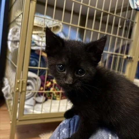 A baby medium-sized male Black Domestic Short Hair cat named Wadsworth for adoption in Hillsboro, OR