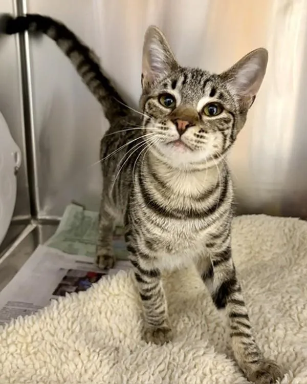 A young small-sized male Domestic Short Hair cat named Eddie for adoption in Novato, CA