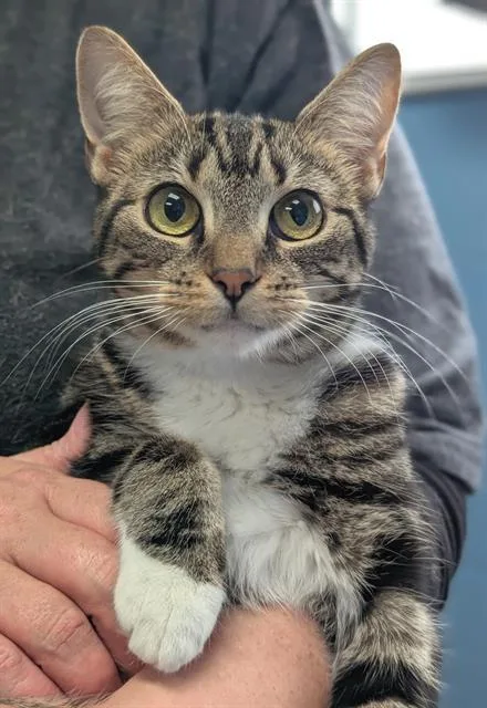 An adult medium-sized female Domestic Short Hair cat named Frito for adoption in Canfield, OH