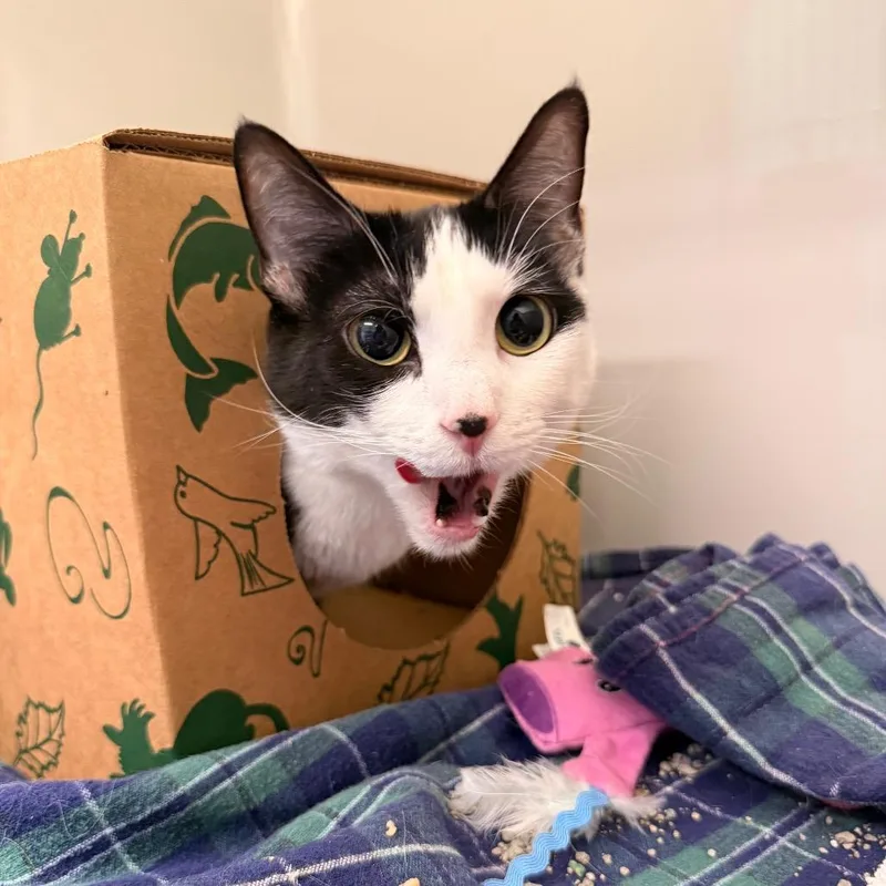 An adult medium-sized female Black Domestic Short Hair cat named Cleo for adoption in Saint Charles, MO