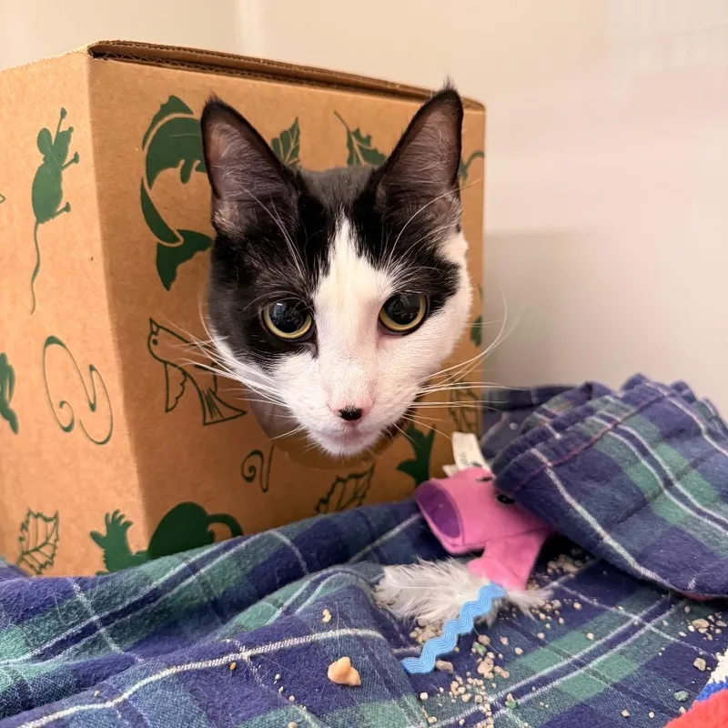 Cleo thumbnail 2