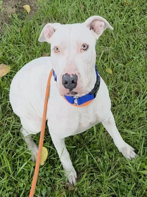 A young large-sized female American Staffordshire Terrier dog named Toni for adoption in Fort Lauderdale, FL