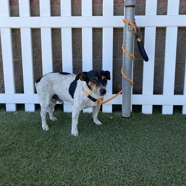 An adult extra large-sized male Chihuahua dog named A for adoption in Modesto, CA