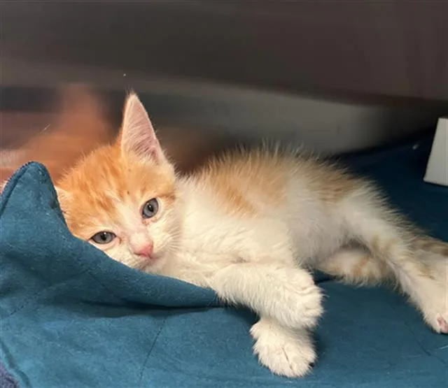 A baby small-sized male Domestic Short Hair cat named Sammy for adoption in Dallas, TX